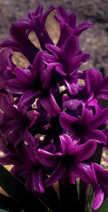 Hyacinthus orientalis