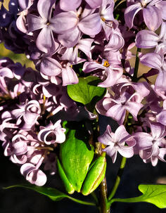 Frog and Flower