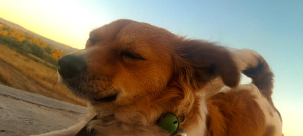 Alex ( Dog )