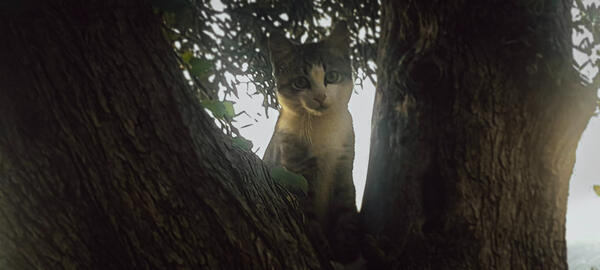 Mino ( Cat )
